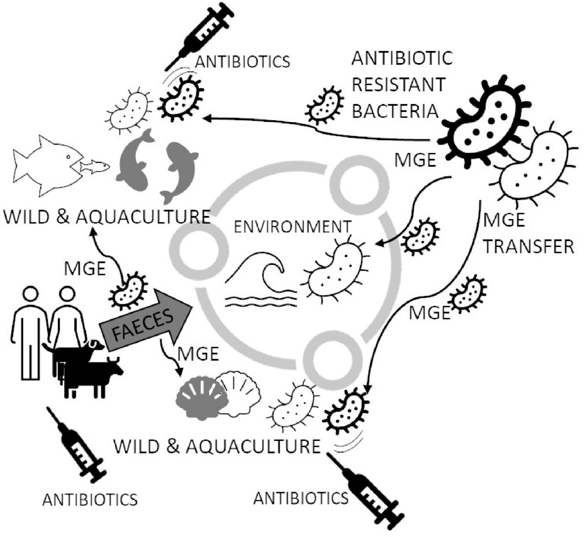 Molluscs—A ticking microbial bomb